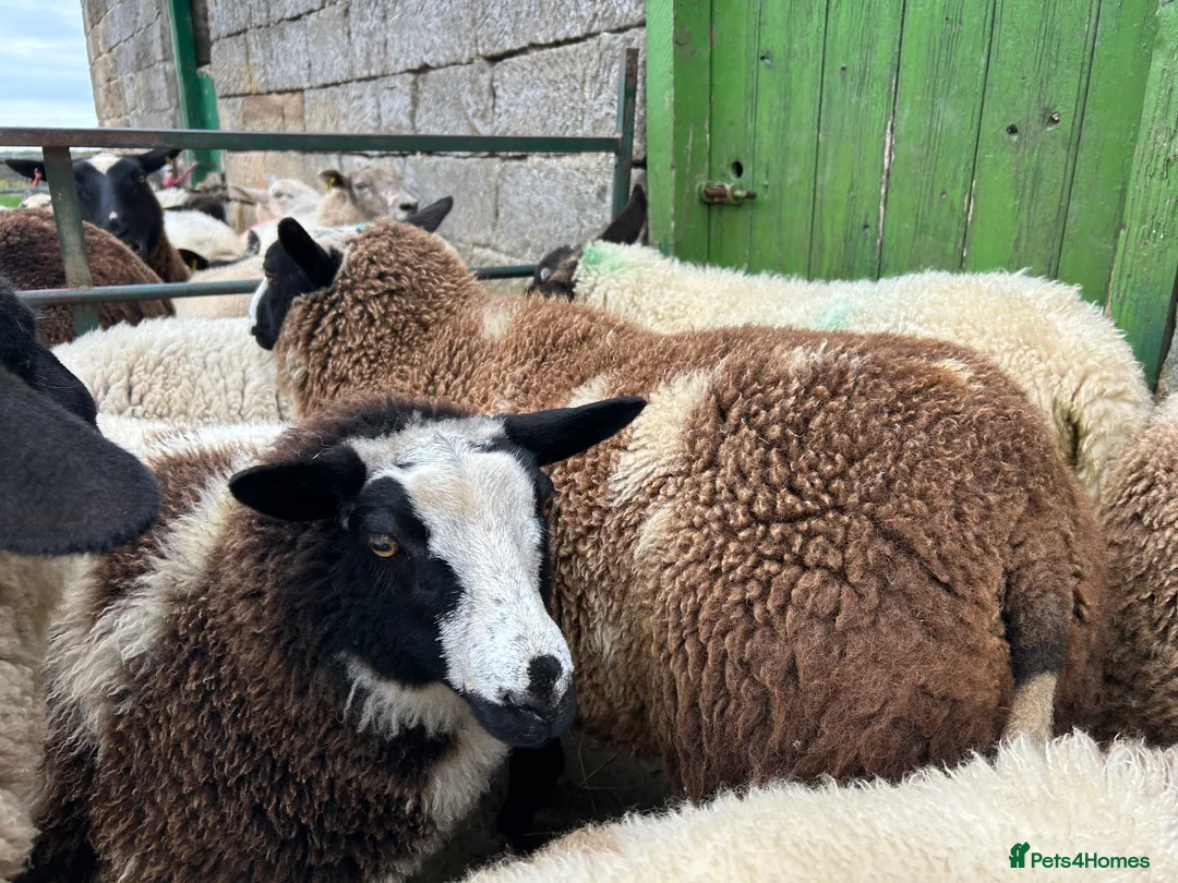 Sheep livestock for sale: Selection of graded Dutch spotted gimmer hoggs  - Advert 9