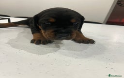 Dobermann dogs for sale: 2 gorgeous boys ready for new forever homes - Image 3