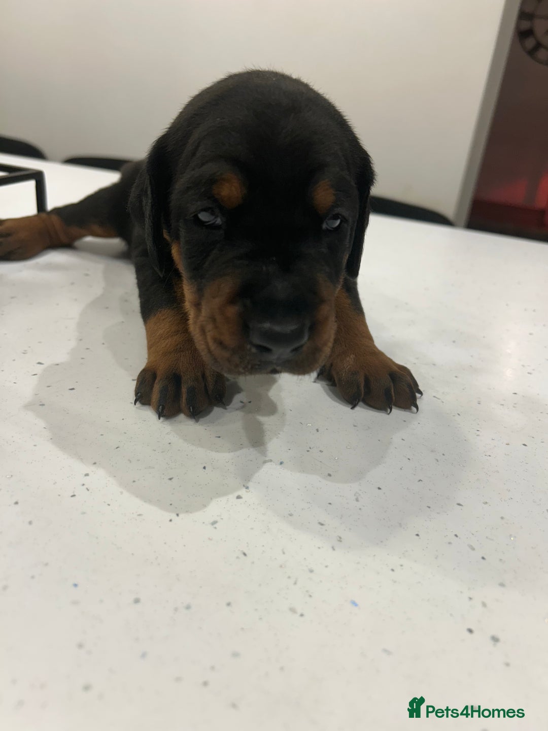 Dobermann dogs for sale: 2 gorgeous boys ready for new forever homes - Image 3