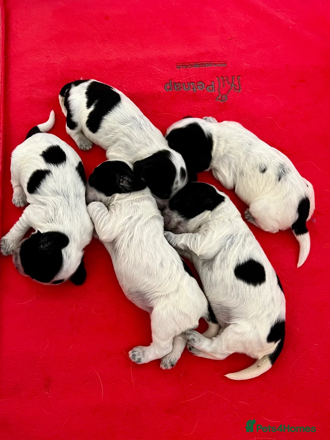 Cocker Spaniel dogs for stud: Show Cocker Spaniel FOR STUD - Advert 2