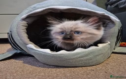 Ragdoll cats for sale: Gorgeous part ragdolls looking for loving homes! - Image 19