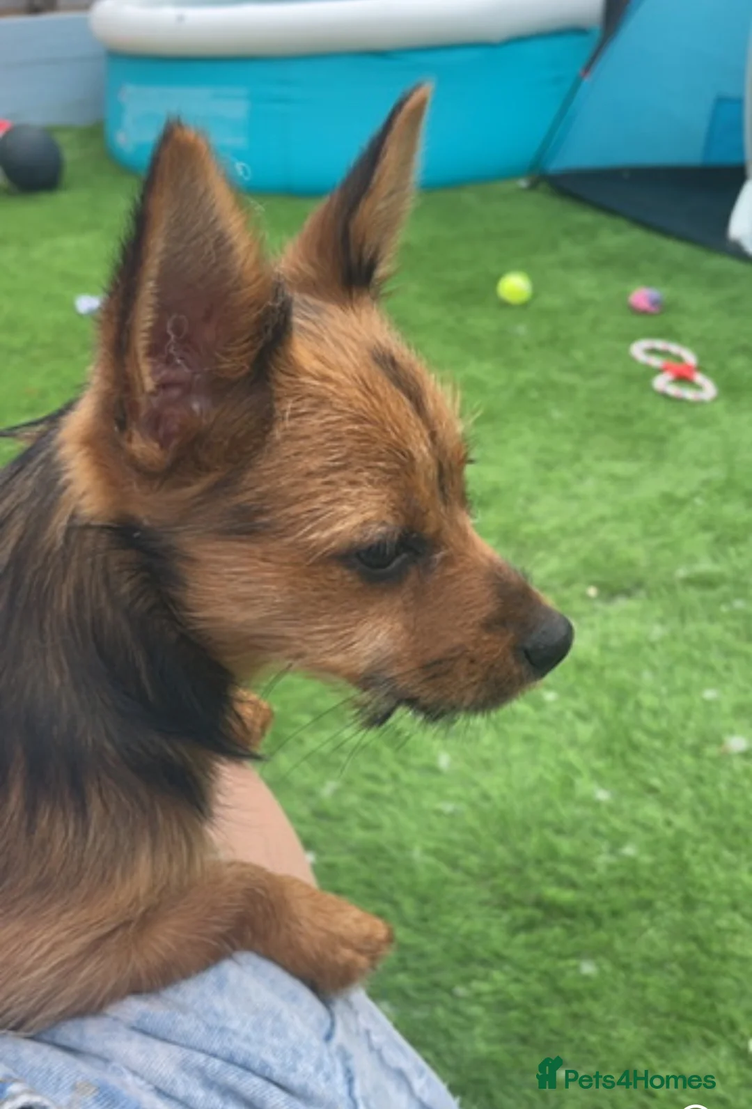 Mixed Breed dogs for sale: Bella - Advert 3
