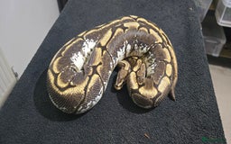 Python Snake reptiles for sale: Mixed Male and Female Royal Pythons - Image 2