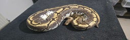 Python Snake reptiles for sale: Mixed Male and Female Royal Pythons - Advert 2