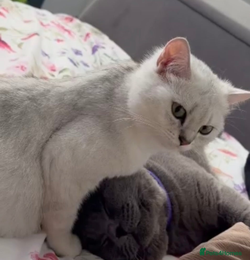 British Shorthair cats for sale: Stunning British Shorthair - Advert 7
