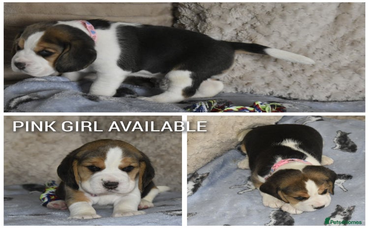 Beagle dogs - Advert 1