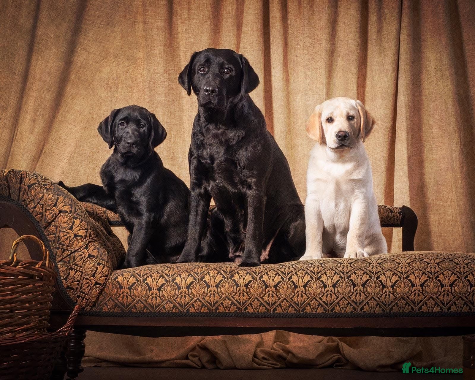 Labrador Retriever dogs 7 KC registered black Labrador puppies. 🐾 🐾 🐾  - Advert 2