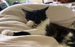 Mixed Breed cats for sale: 2 adorable tuxedo kittens - Image 1