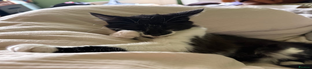 Mixed Breed Kitten 1