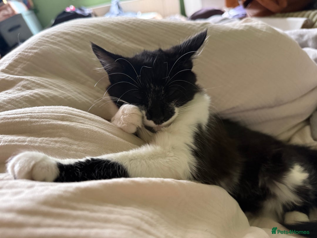 Mixed Breed cats for sale: 2 adorable tuxedo kittens - Image 1
