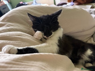 Mixed Breed cats - Advert 3