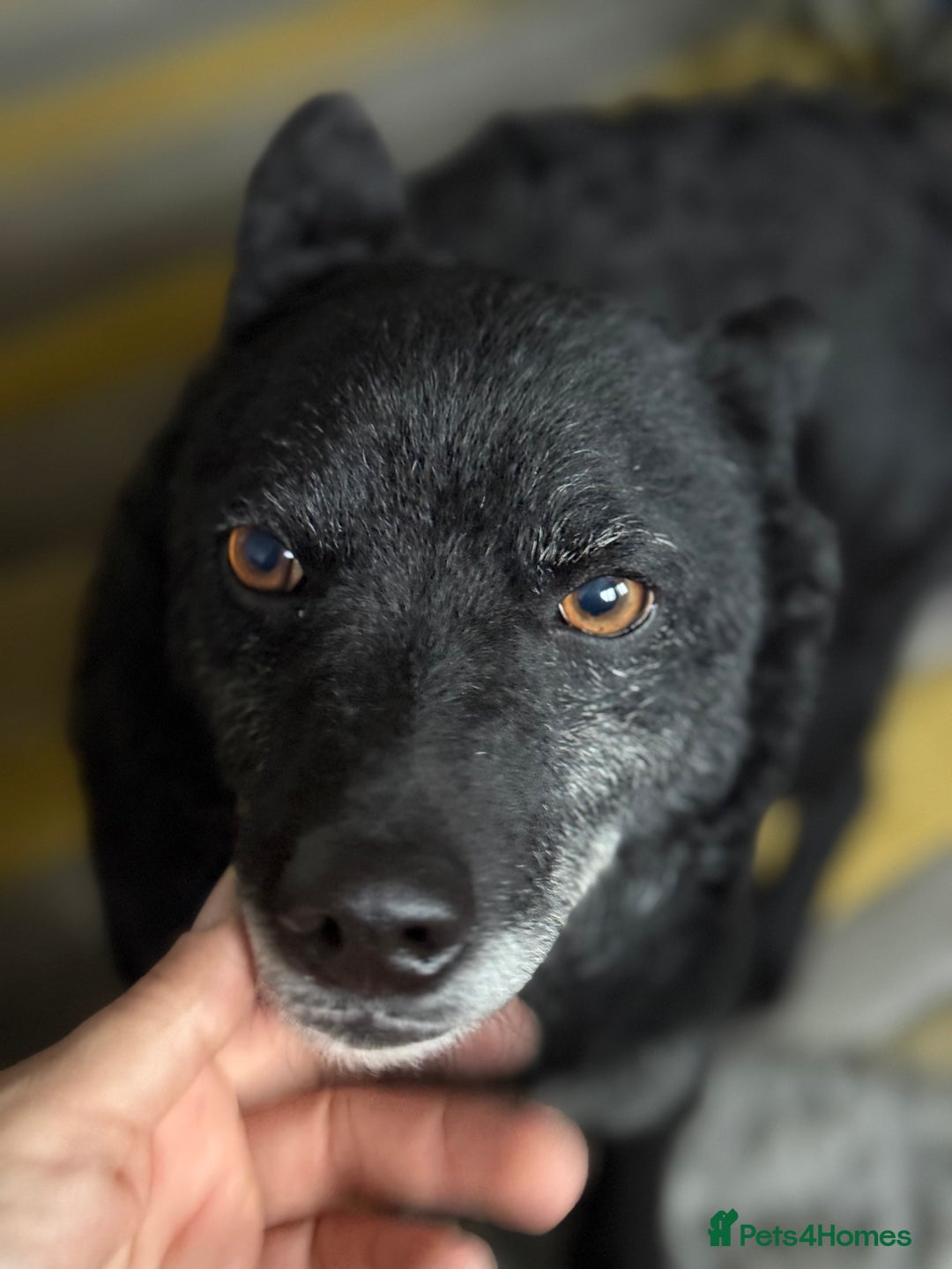 Mixed Breed dogs for adoption: Sweet Romeo Looking for LOVE - Advert 4