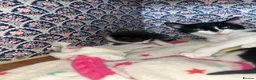 Mixed Breed cats for sale: Mixed breed female kittens  - Advert 2