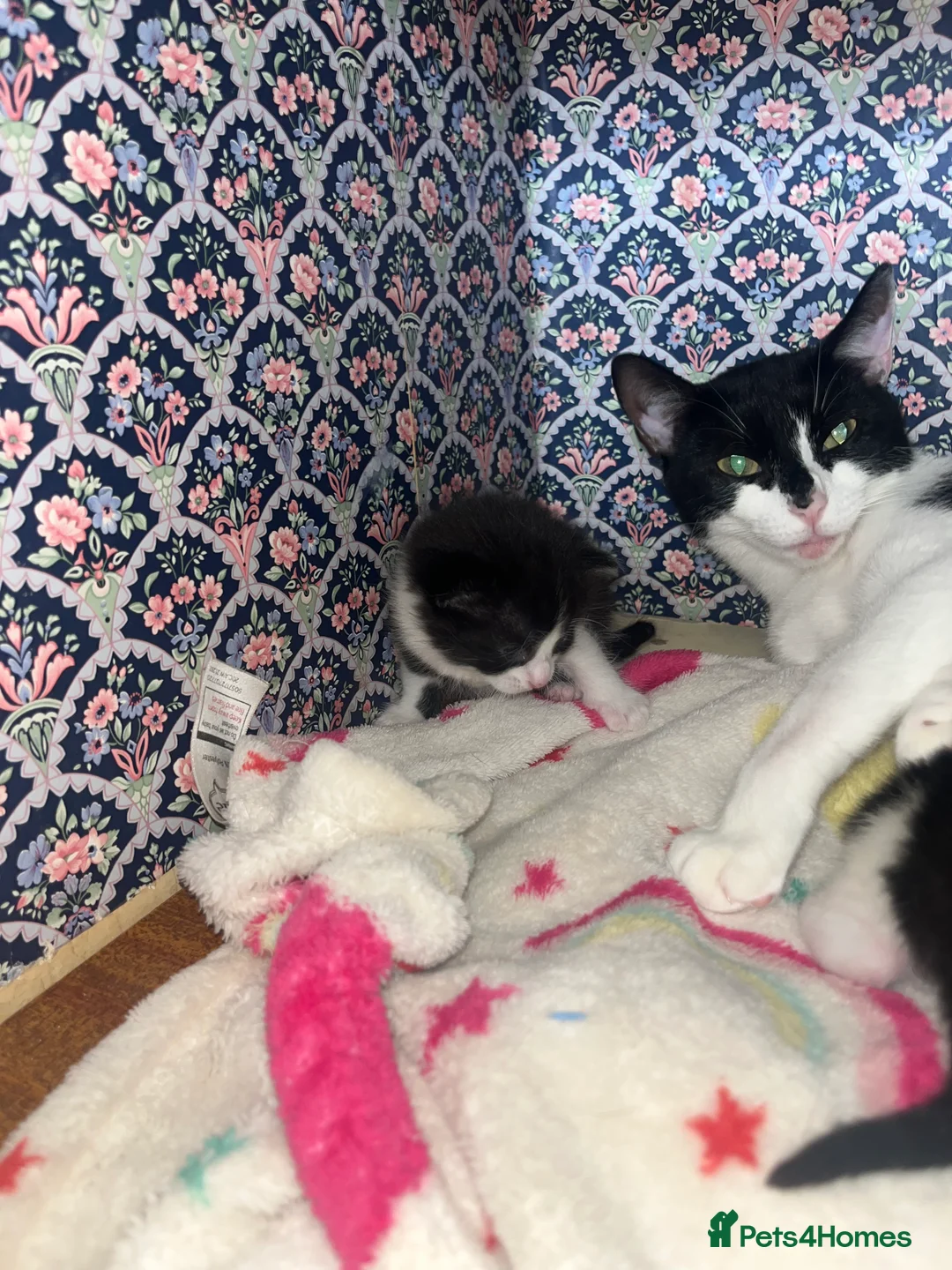 Mixed Breed cats for sale: Mixed breed female kittens  - Advert 2