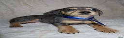 Dachshund dogs for sale: BEAUTIFUL DACHSHUND READY FOR FOREVER HOME!!! in Wolverhampton - Advert 14
