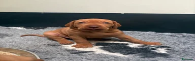 Hungarian Vizsla 1