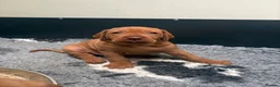 Hungarian Vizsla dogs for sale: Hungarian Vizsla bitch puppies - Advert 3
