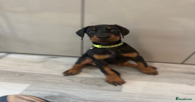 Dobermann dogs - Advert 7