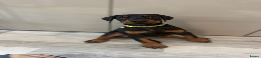 Dobermann Girl