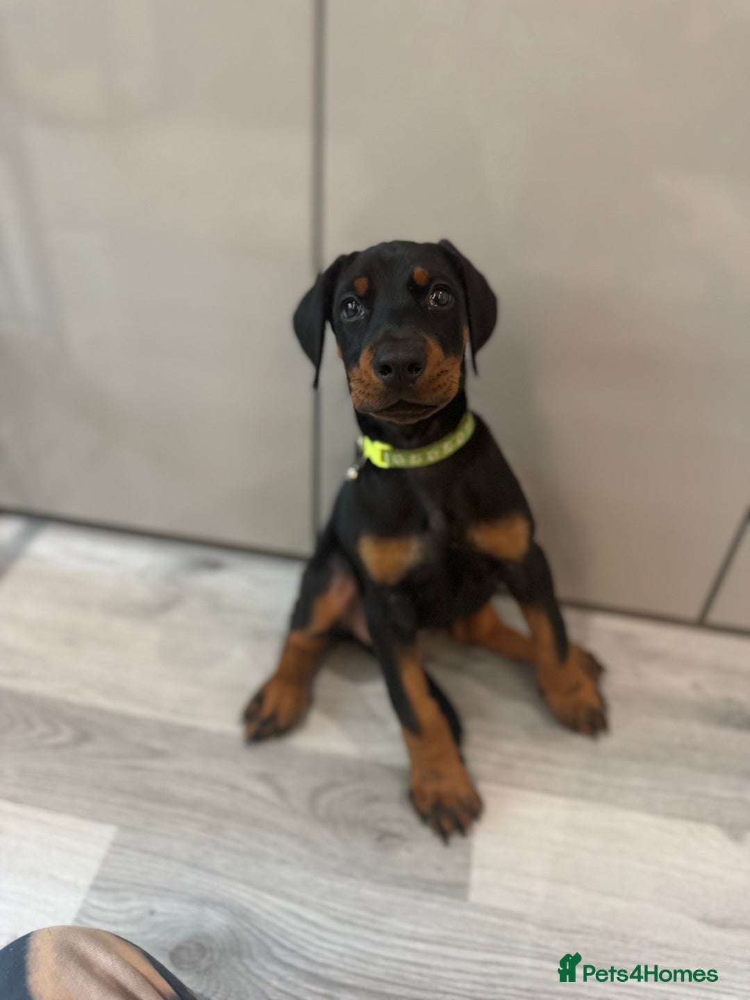 Dobermann dogs for sale: Stunning Black and Tan pups Boy and Girl   - Image 1