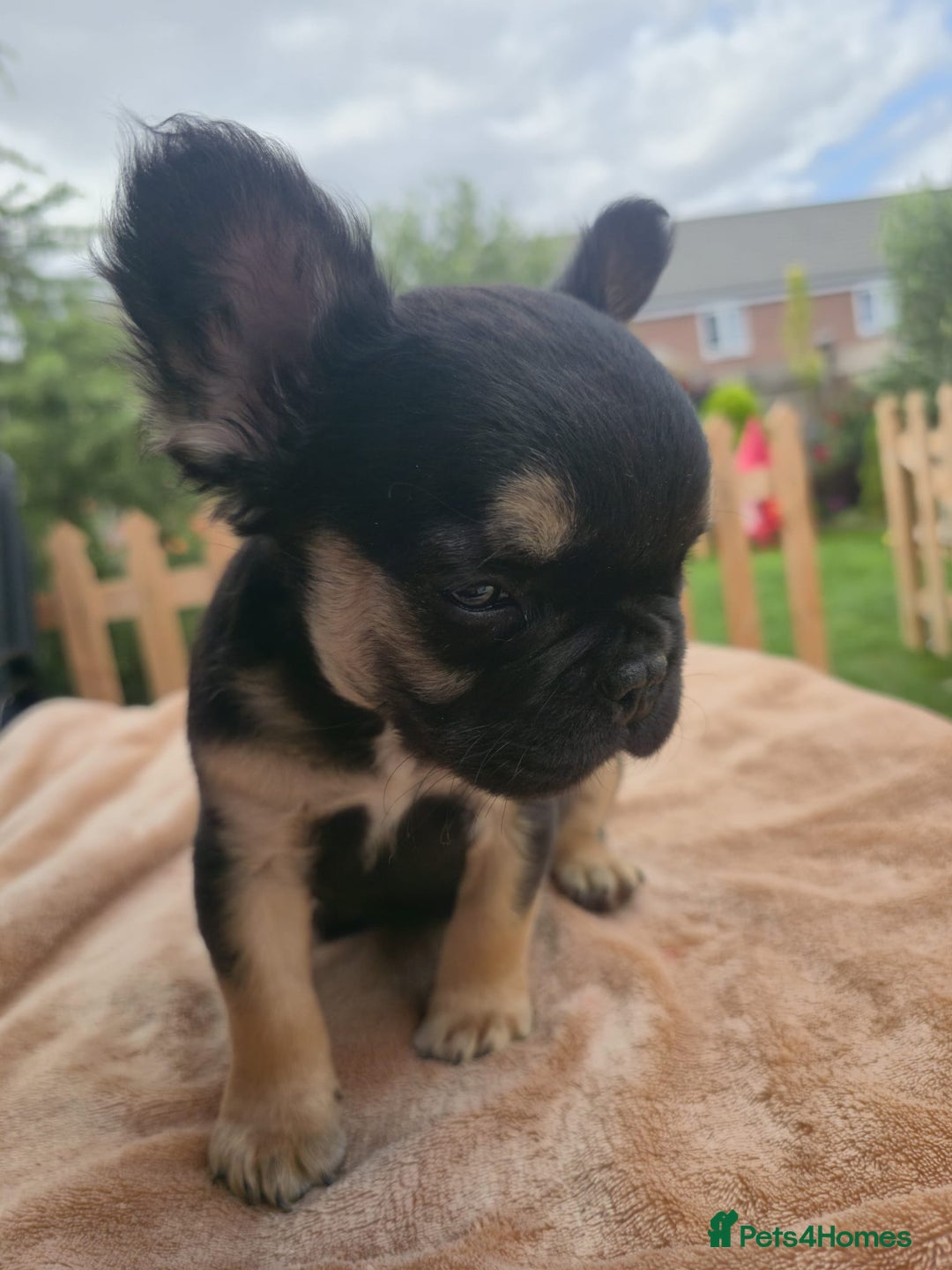 French Bulldog dogs for sale: Reduced! KC Fluffy  French Bulldog READY TO GO! - Image 13