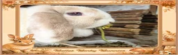 Mini Lop rabbits for sale: 🧡 Amber 🧡 3yr old girl mini lop 🧡 - Advert 6