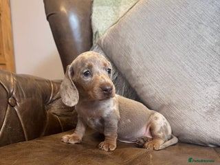 Miniature Dachshund dogs - Advert 13