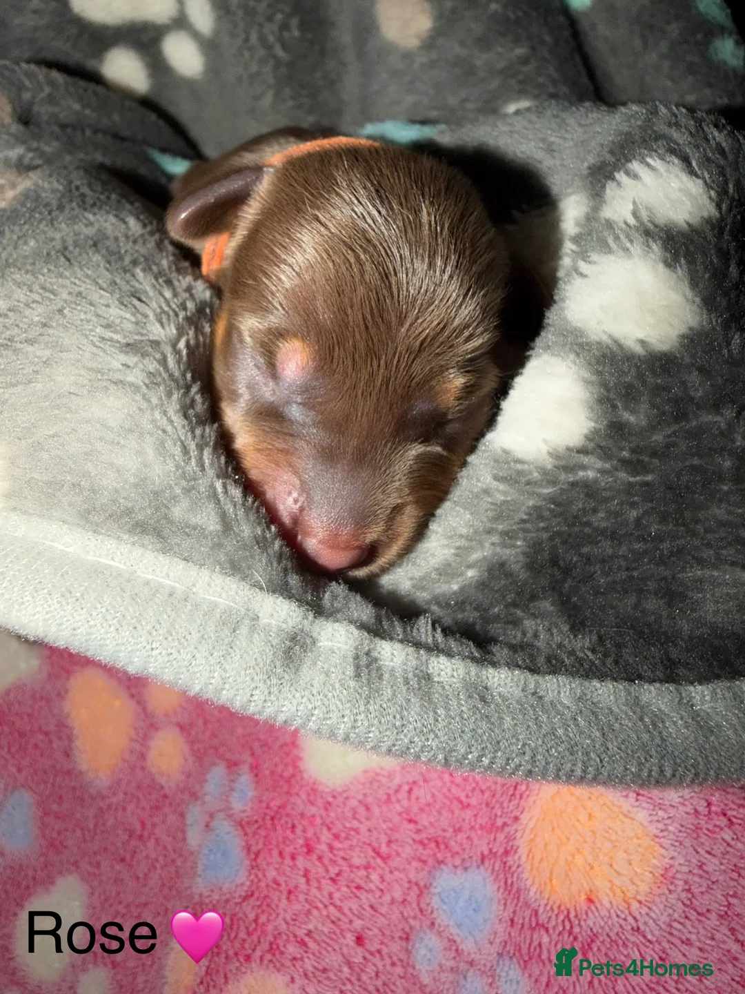 Miniature Dachshund dogs for sale: Miniature dachshund pups - Advert 10