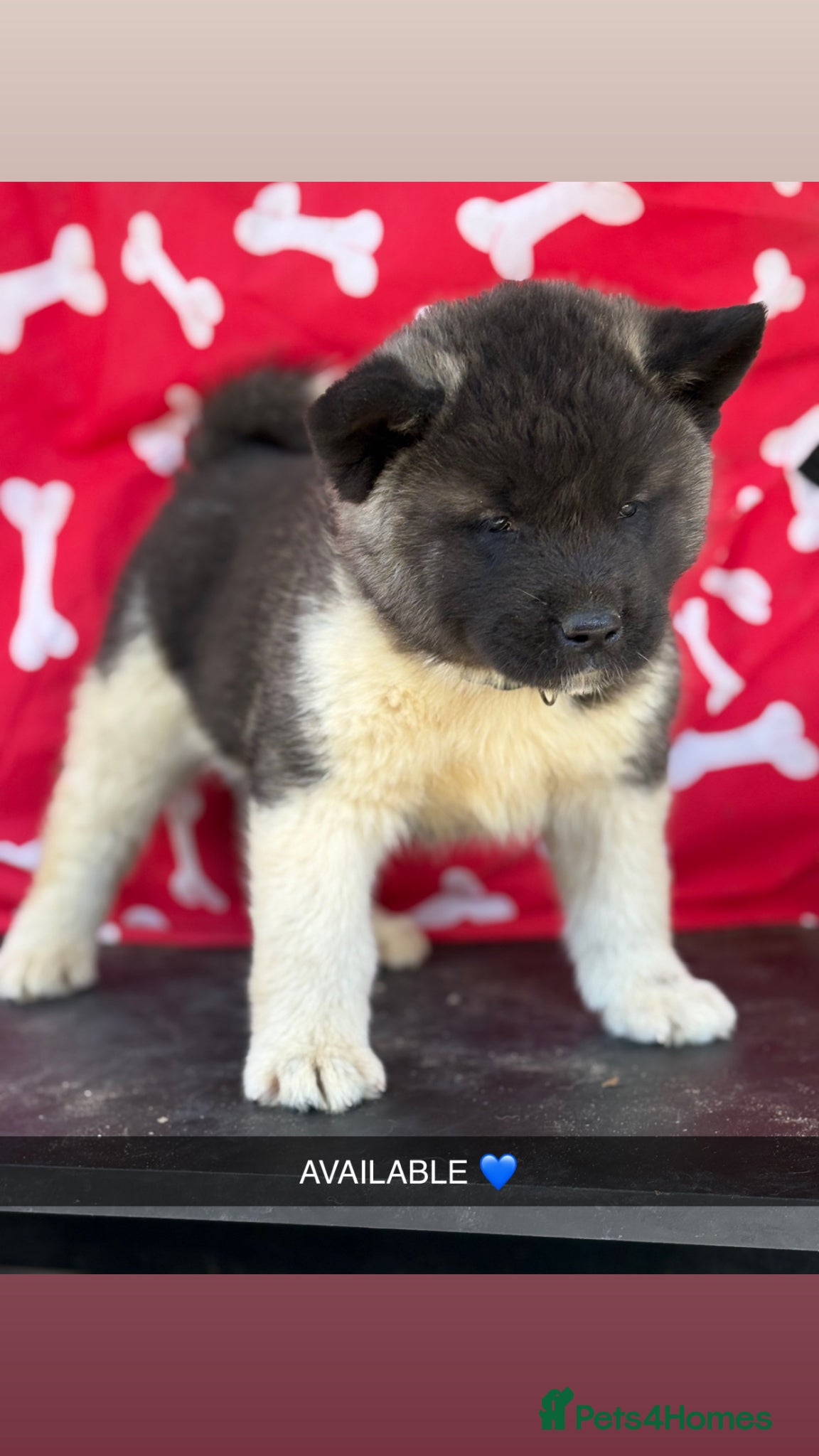 Akita dogs Quality KC registered American Akita Puppies - Advert 1