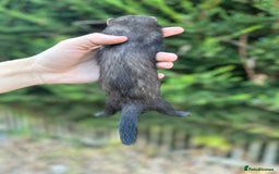 Ferret rodents for sale: solid black cross polecat kits  - Image 12