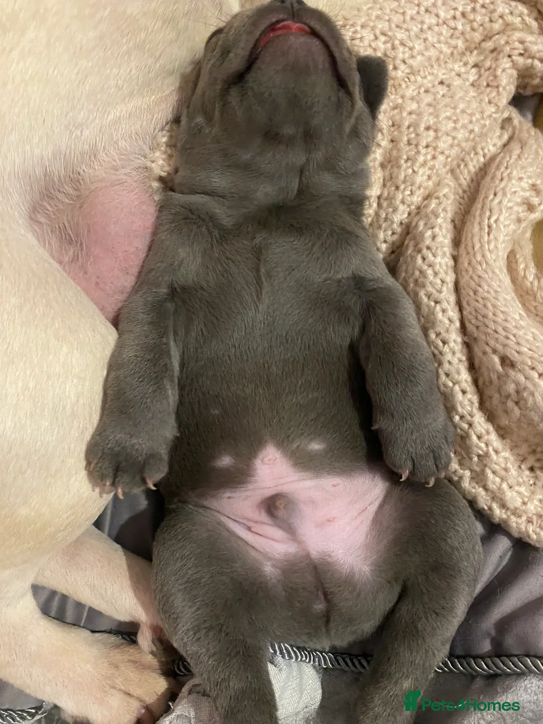French Bulldog dogs for sale: Gorgeous French bulldog puppies 1 m & 1 f - Advert 11
