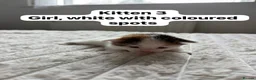 Mixed Breed cats for sale:  9 gorgeous kittens.  - Advert 7