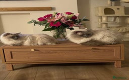 Ragdoll cats for sale: 🌸2x Extensively health tested Retiring Queens🌸 - Image 1