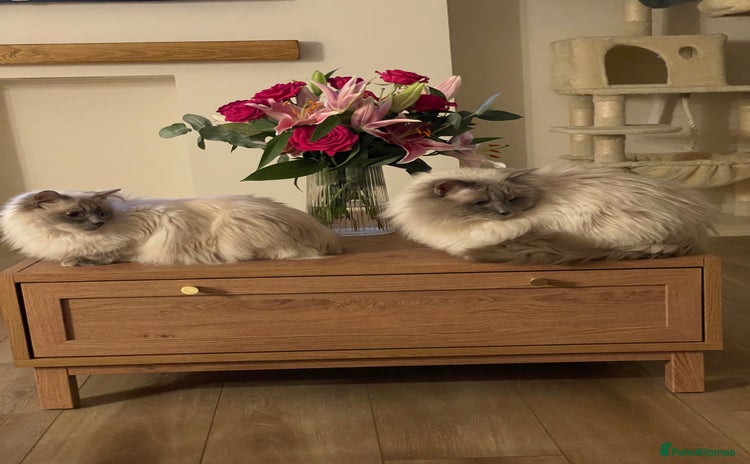Ragdoll cats - Advert 4