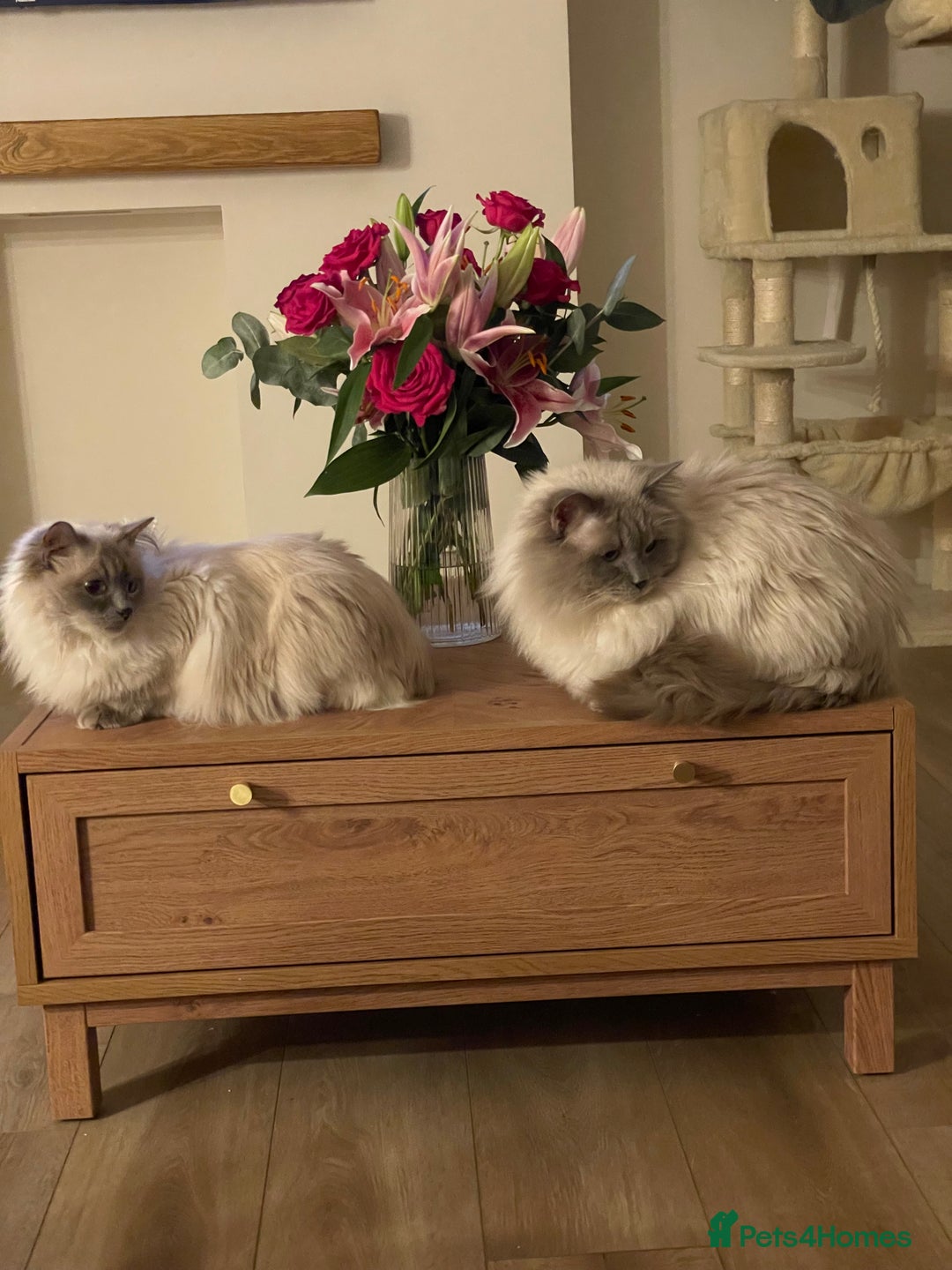 Ragdoll cats for sale: 🌸2x Extensively health tested Retiring Queens🌸 - Image 1