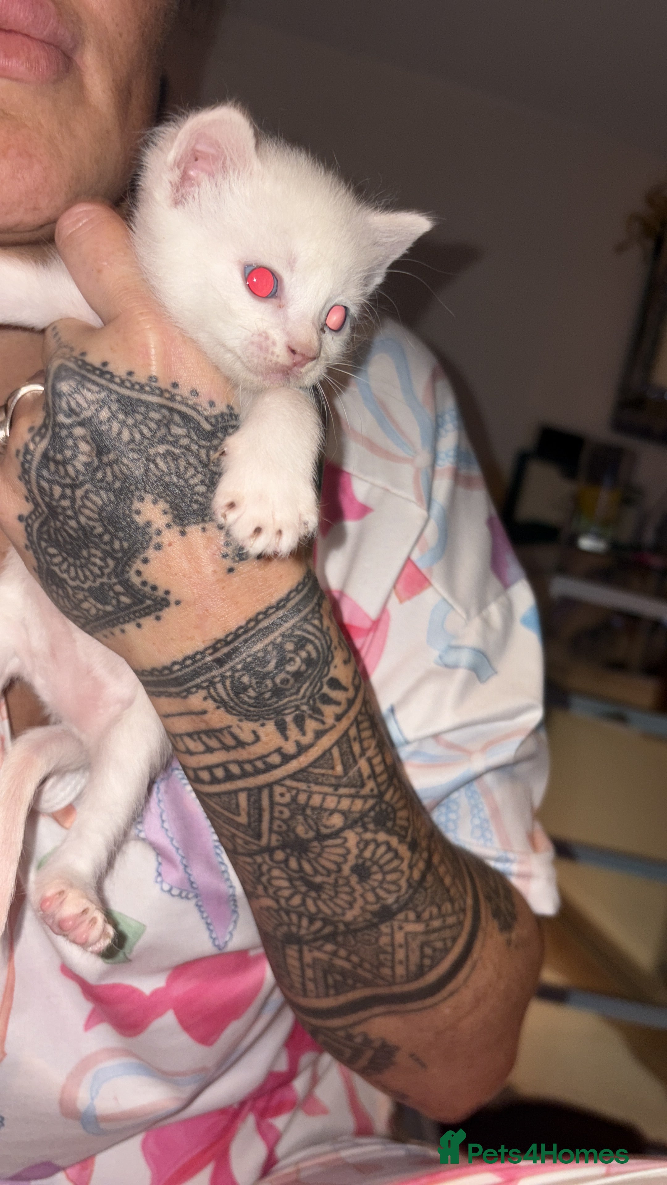 Mixed Breed cats Siamese kittens  - Advert 1