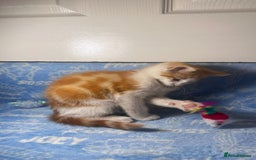 Mixed Breed cats for sale: 3 Lovely Kittens - Image 5