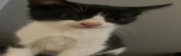 Mixed Breed cats for sale: Tuxedo kittens  - Advert 3