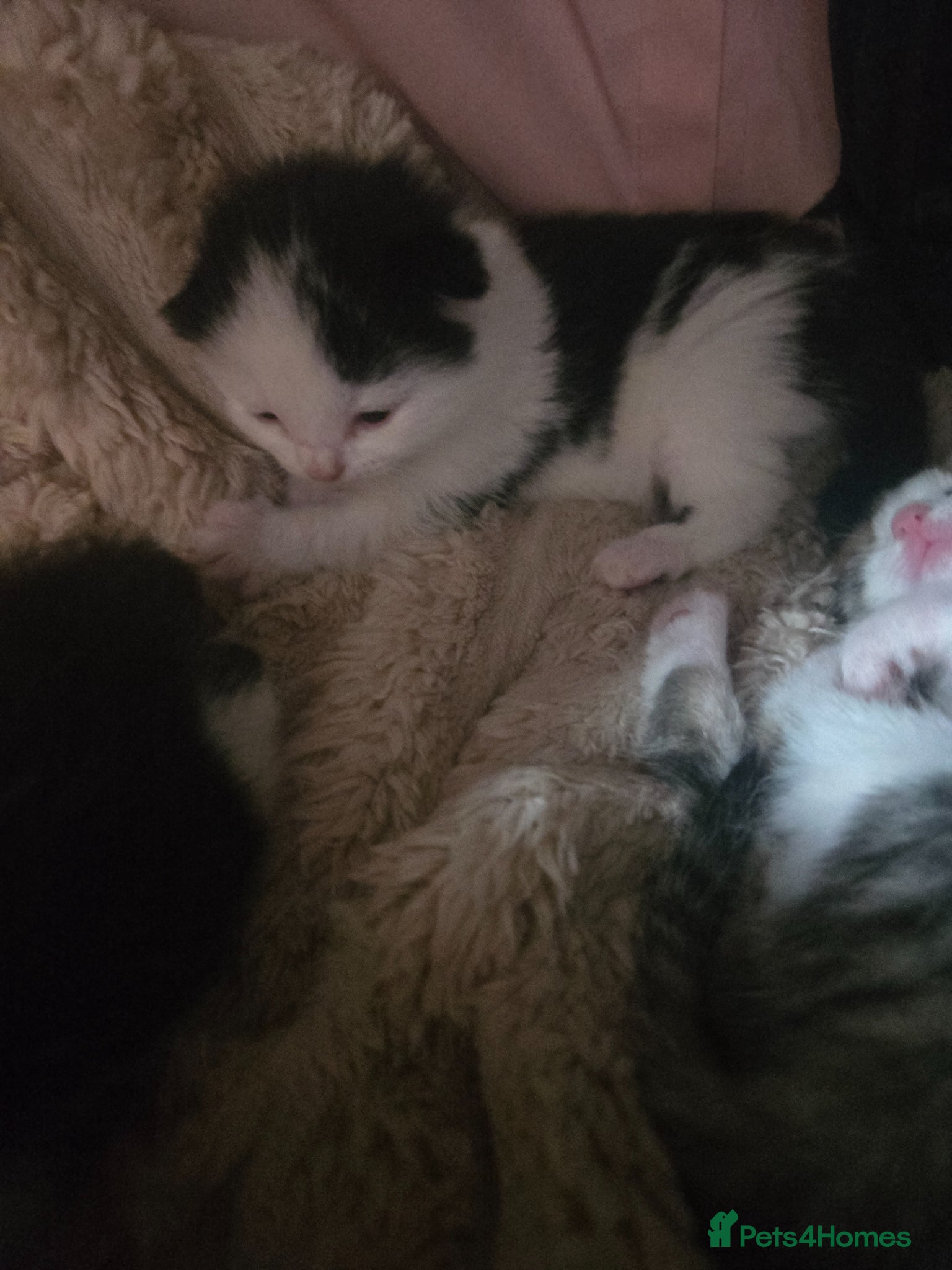 Mixed Breed cats 1 MALE left - Advert 3