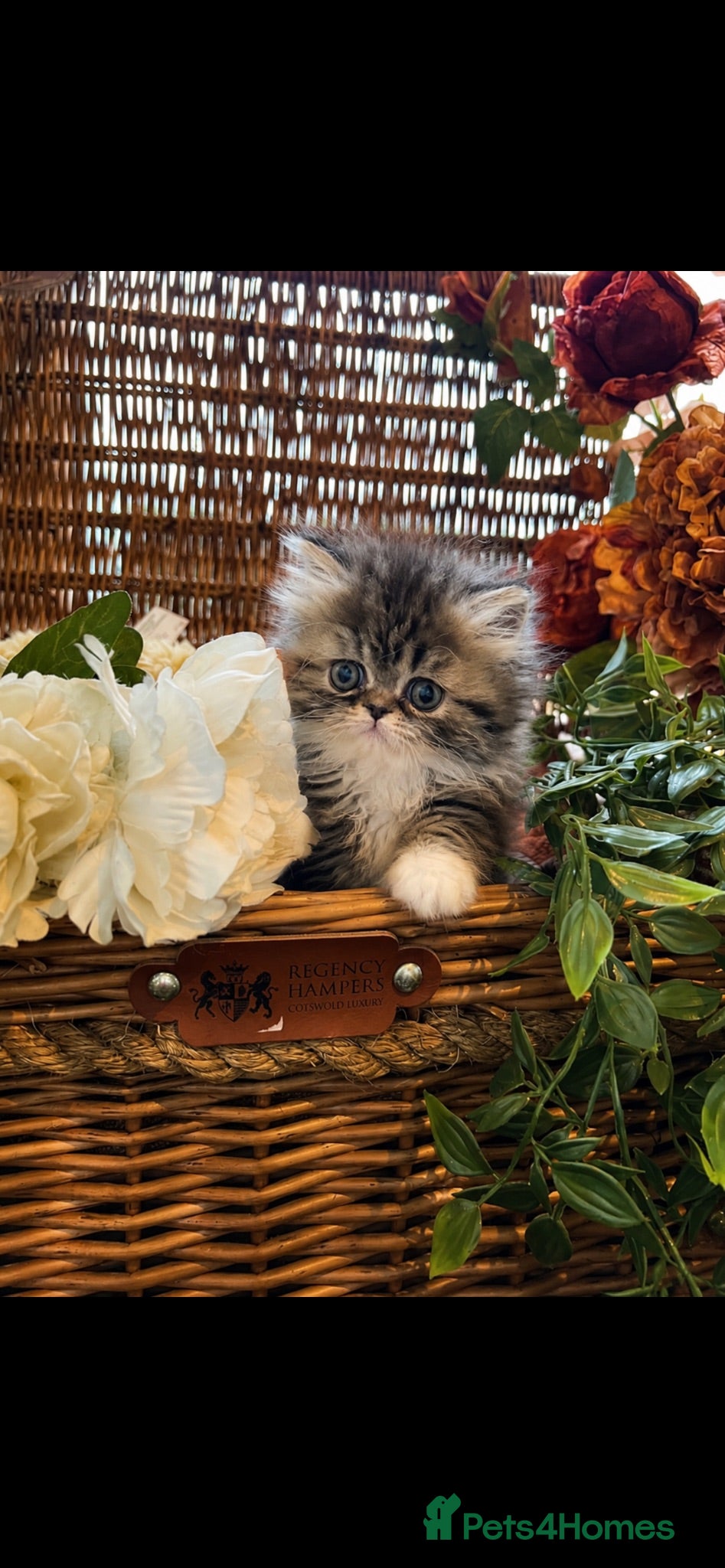 Persian cats Beautiful fluffy Persian kittens  - Advert 1