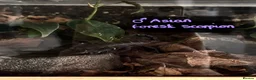 Tarantulas invertebrates for sale: Various tarantulas looking for new homes - Advert 17