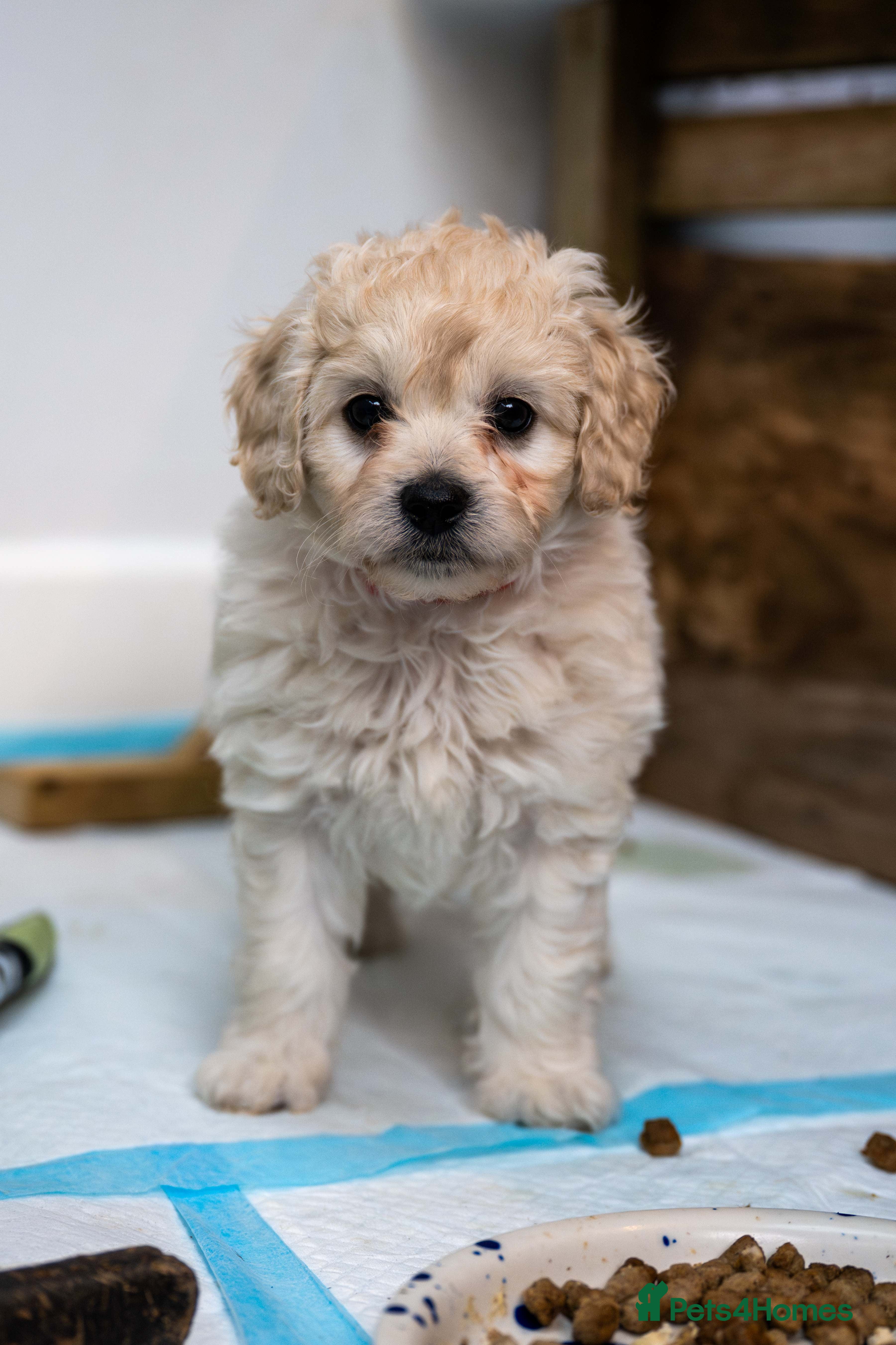 Cavapoochon dogs Cavapoochon puppies for sale - Advert 9