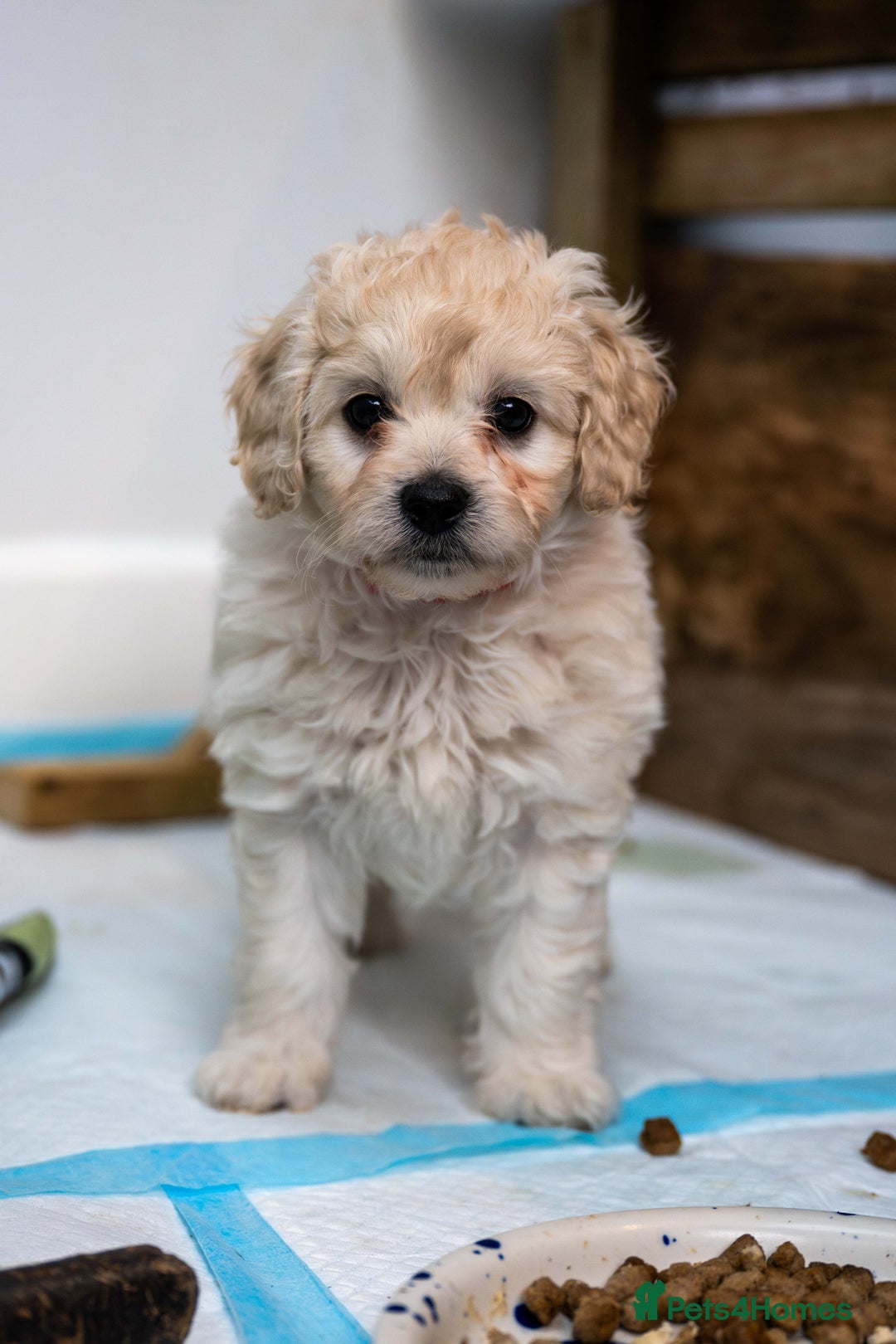 Cavapoochon dogs for sale: All sold now  - Advert 1