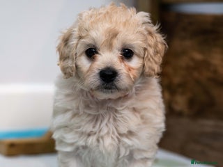 Cavapoochon dogs Cavapoochon puppies for sale - Advert 9