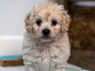 Cavapoochon dogs All sold now - Advert 14