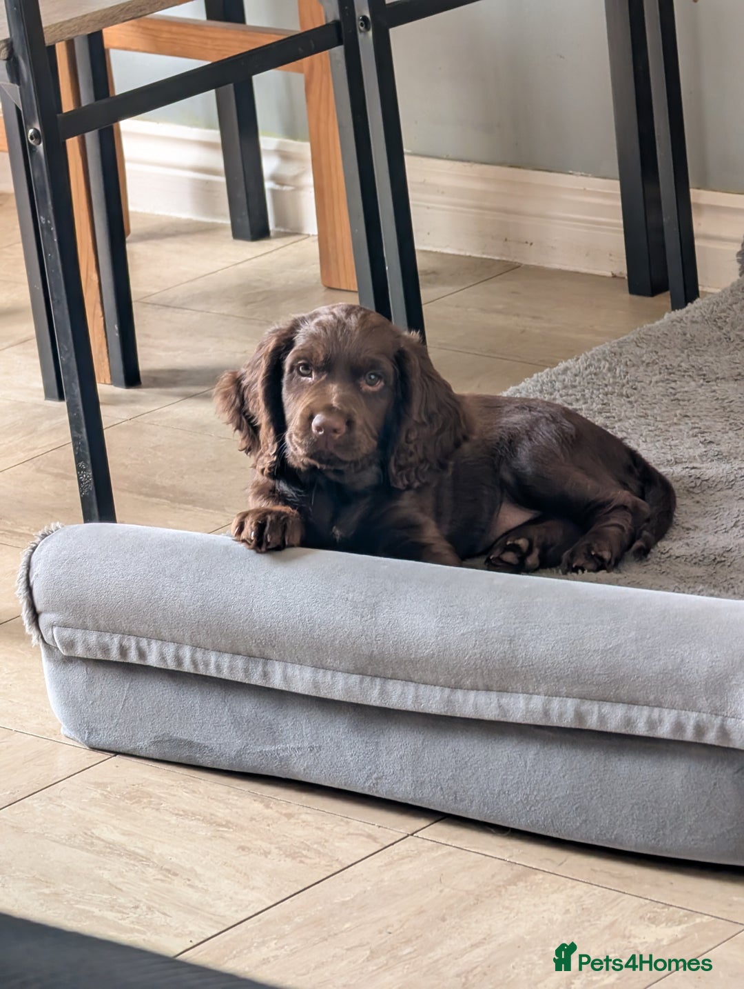 Cocker Spaniel dogs for sale: 6 beautiful cocker spaniel puppies in Wadhurst - Image 12
