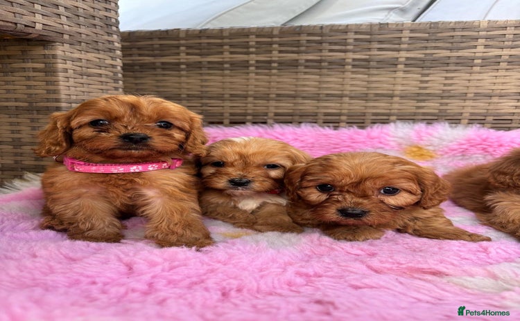 Cavapoo dogs - Advert 1