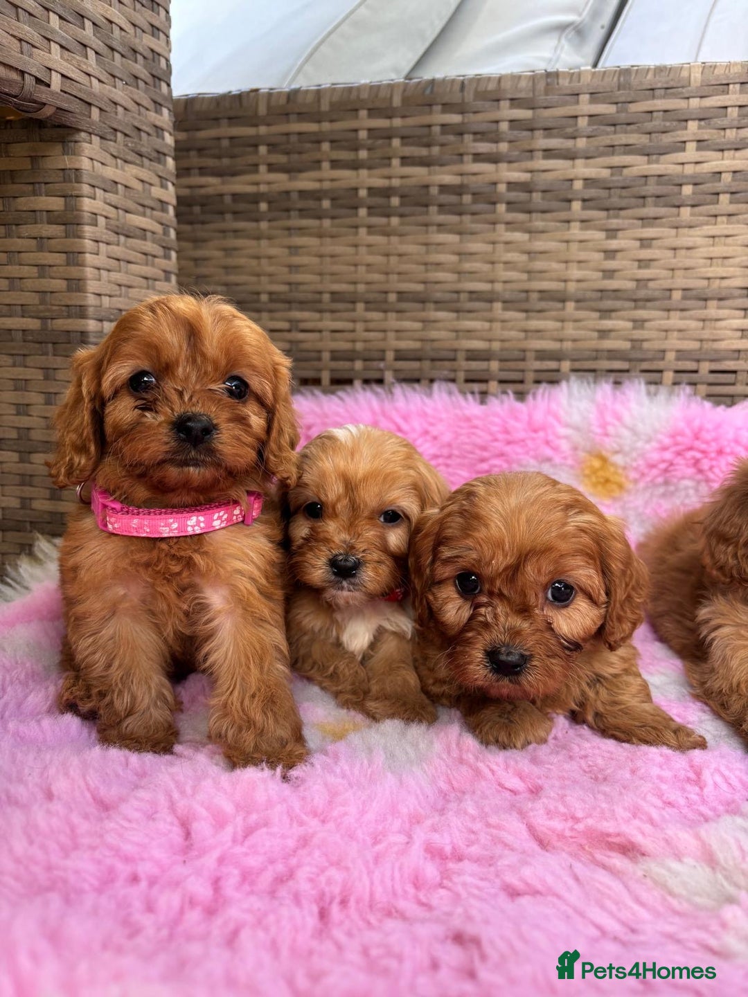 Cavapoo dogs for sale: *red cavapoos* - Image 1