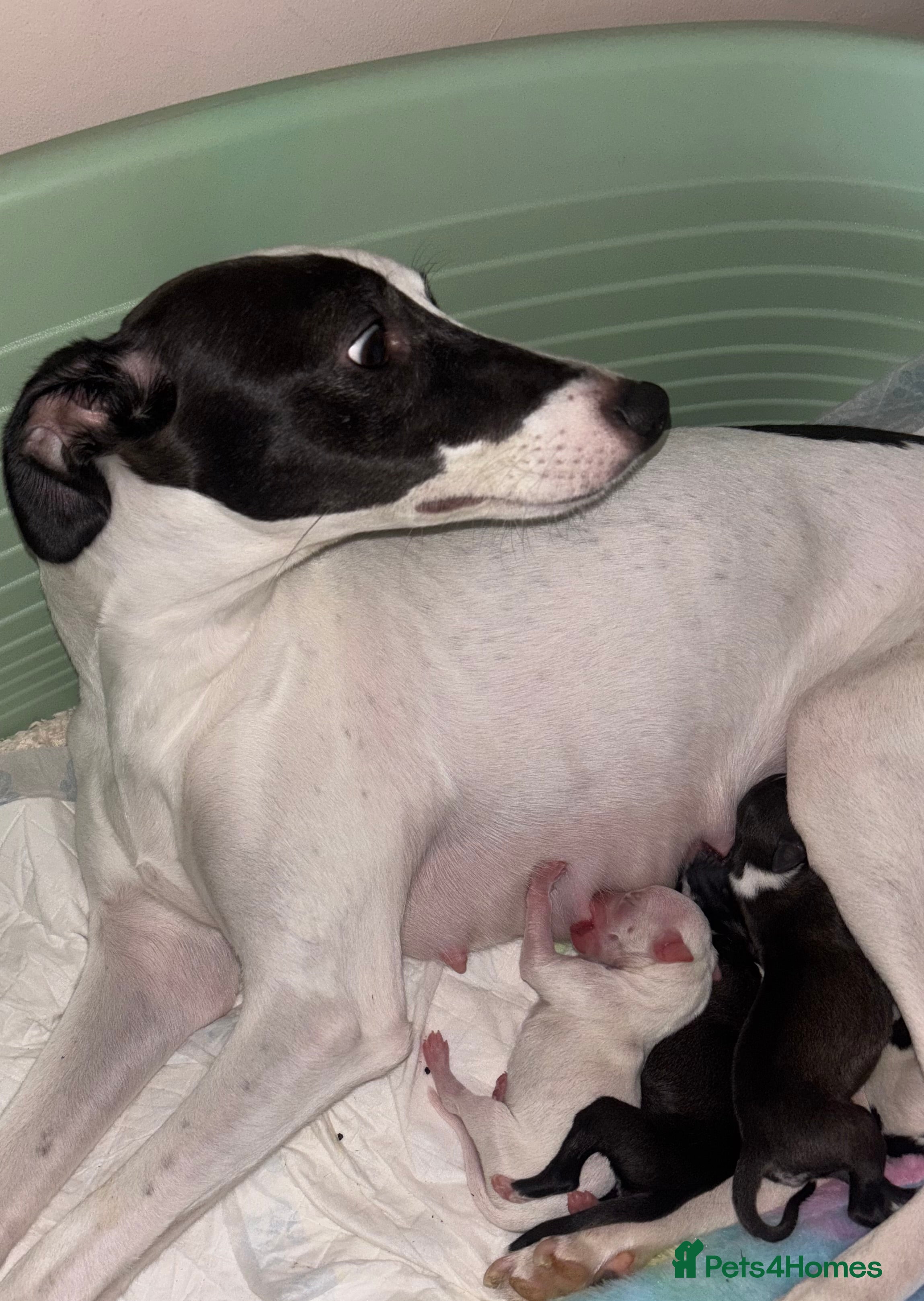 Whippet dogs KC Whippet Pups for sale  - Advert 1