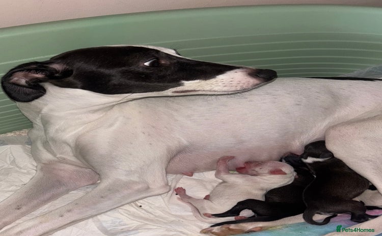 Whippet dogs KC Whippet Pups for sale  - Advert 1